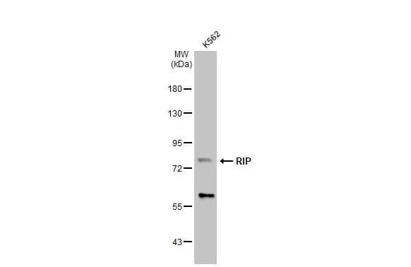 RIPK1/RIP1 Antibody