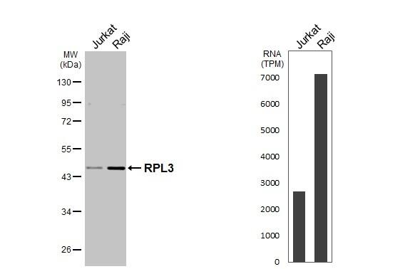 RPL3 Antibody - BSA Free