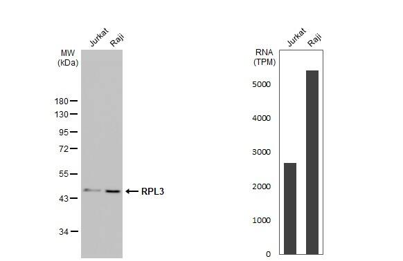 RPL3 Antibody