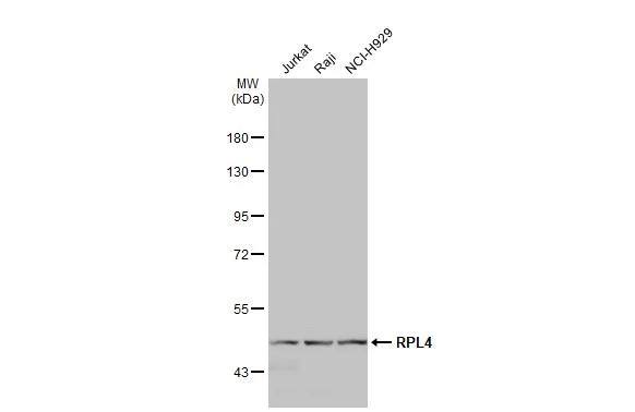 RPL4 Antibody