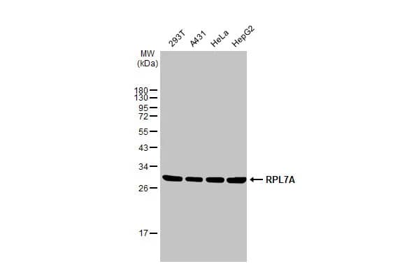 RPL7A Antibody