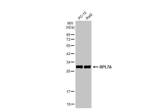RPL7A Antibody - BSA Free