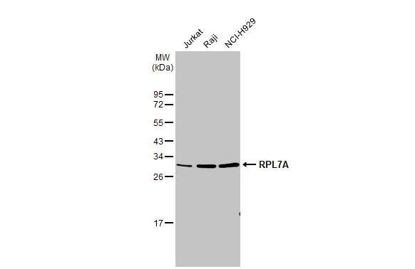 RPL7A Antibody - BSA Free