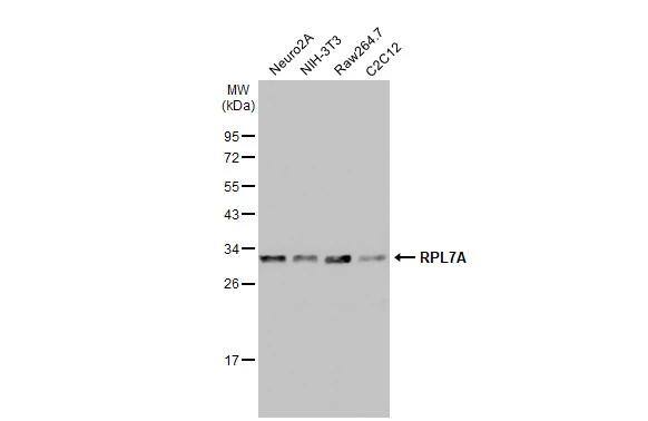 RPL7A Antibody - BSA Free