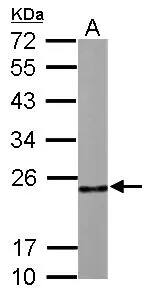 RPL9 Antibody