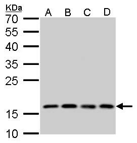 RPS15 Antibody