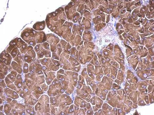 RPS15 Antibody - BSA Free