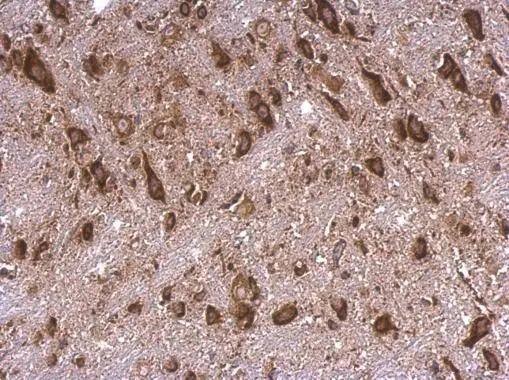 RPS15 Antibody - BSA Free