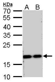 RPS15 Antibody - BSA Free