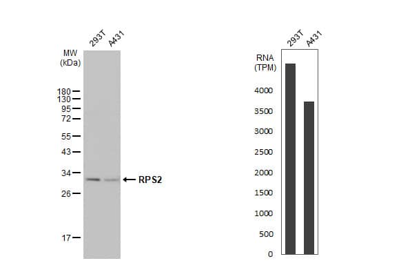 RPS2 Antibody