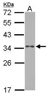 RPS3A Antibody