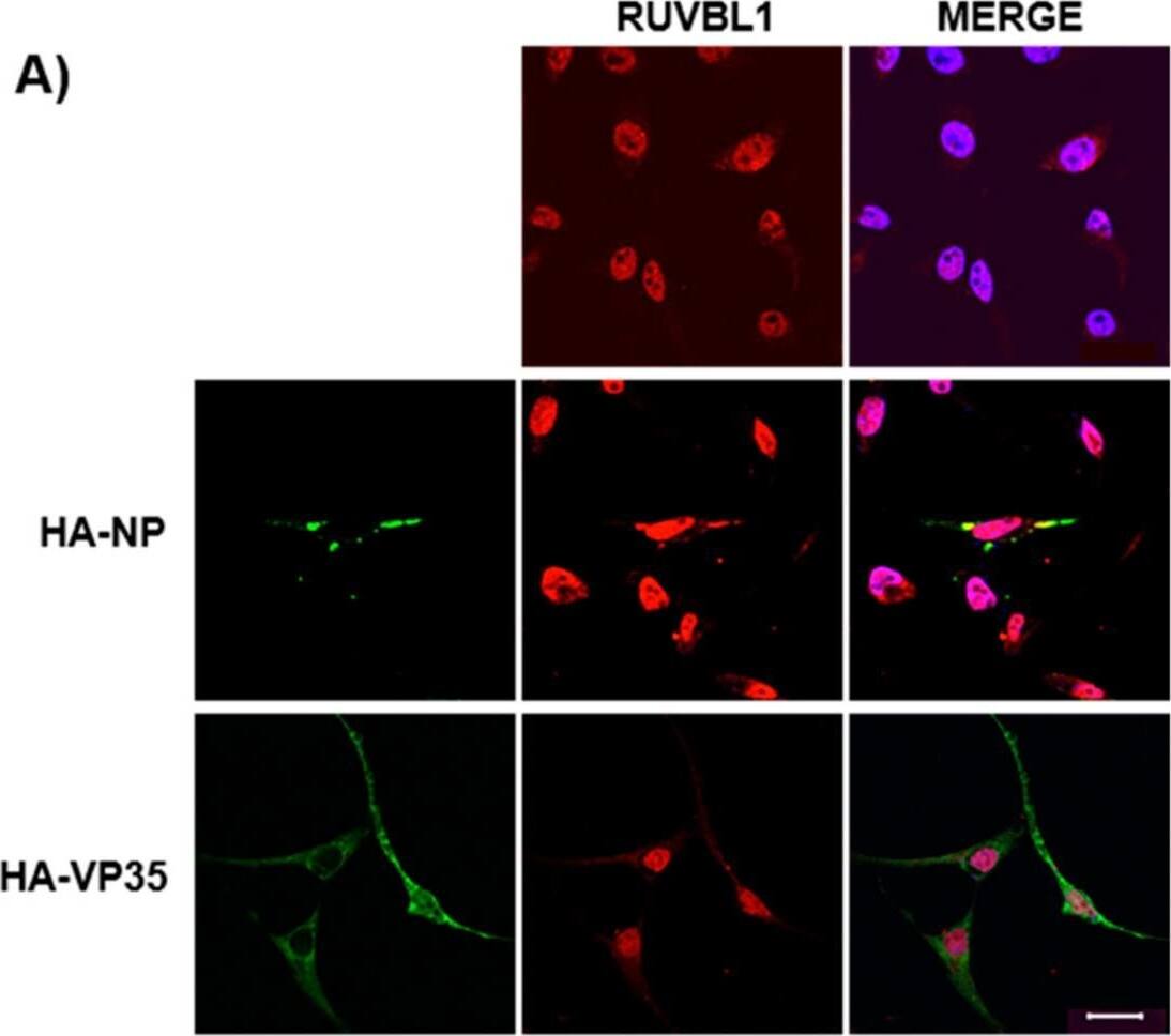 RUVBL1 Antibody