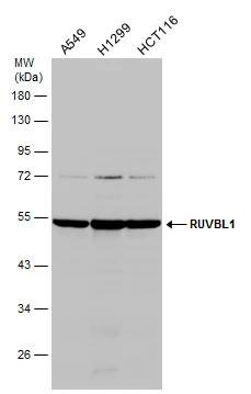 RUVBL1 Antibody