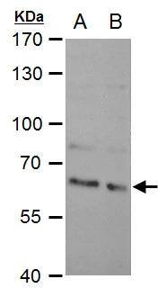 SAM68 Antibody