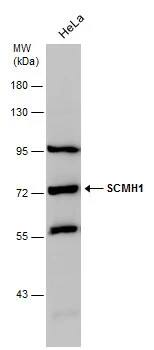 SCMH1 Antibody