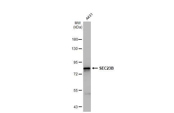 SEC23B Antibody - BSA Free