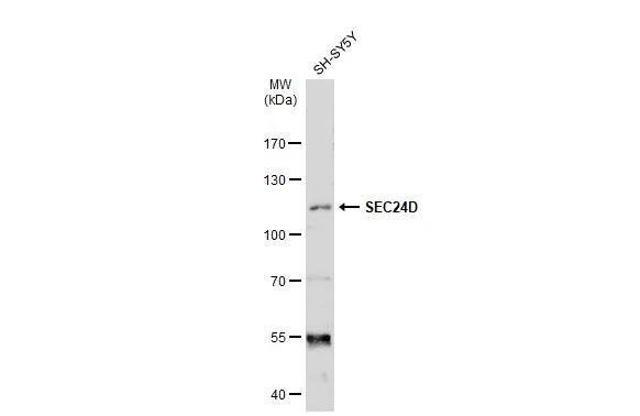 SEC24D Antibody - BSA Free