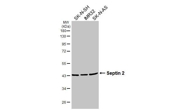 Septin-2 Antibody