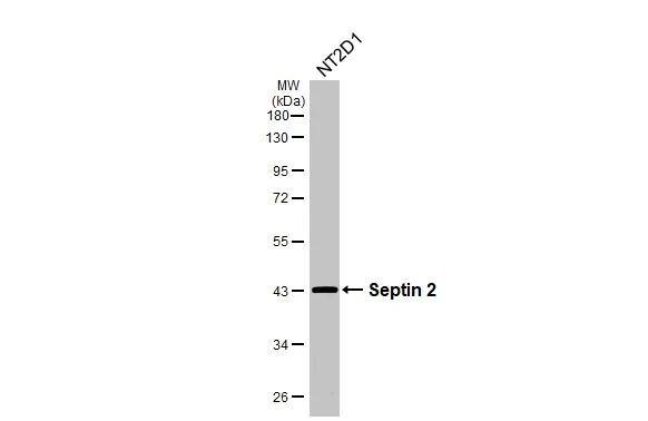 Septin-2 Antibody