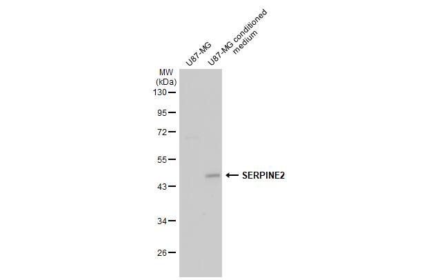 Serpin E2/PN1 Antibody