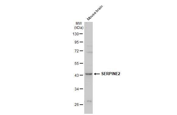 Serpin E2/PN1 Antibody