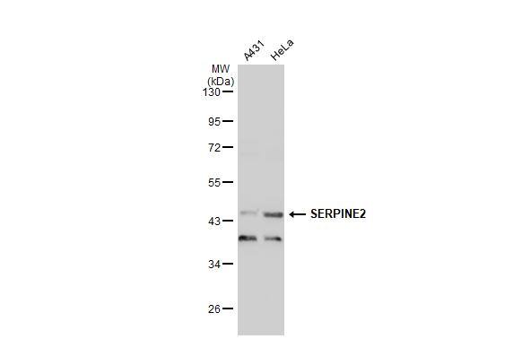 Serpin E2/PN1 Antibody