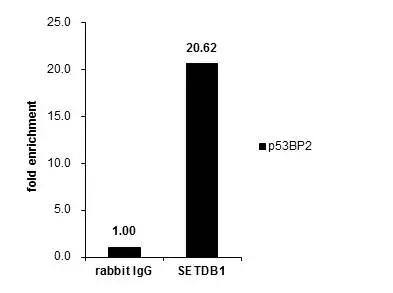 SETDB1 Antibody
