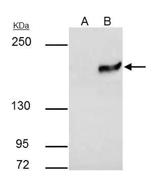 SETDB1 Antibody
