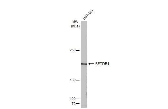 SETDB1 Antibody