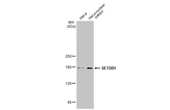 SETDB1 Antibody