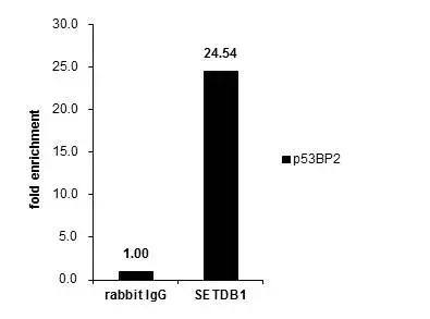 SETDB1 Antibody - BSA Free