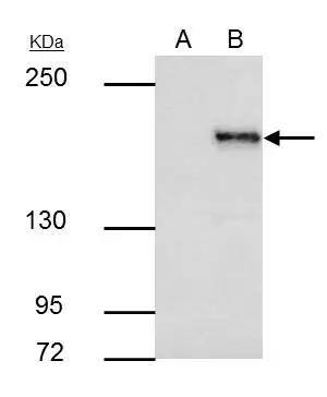 SETDB1 Antibody - BSA Free