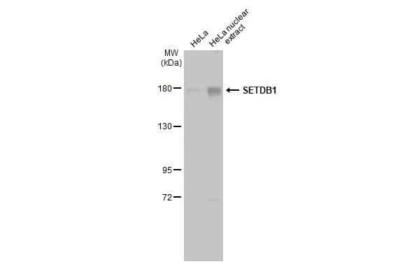SETDB1 Antibody - BSA Free