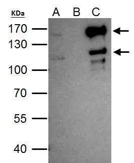 SETDB2 Antibody - BSA Free