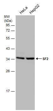 SF2 Antibody