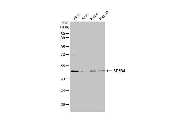SF3B4 Antibody