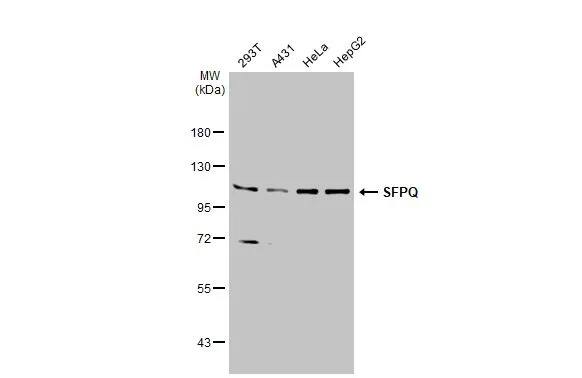 SFPQ Antibody