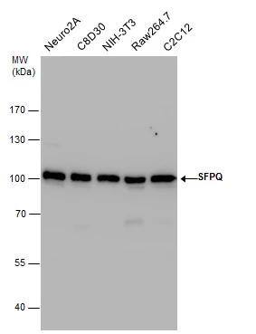SFPQ Antibody - BSA Free