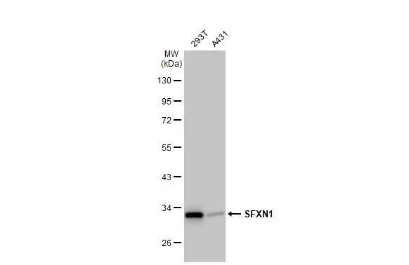 SFXN1 Antibody