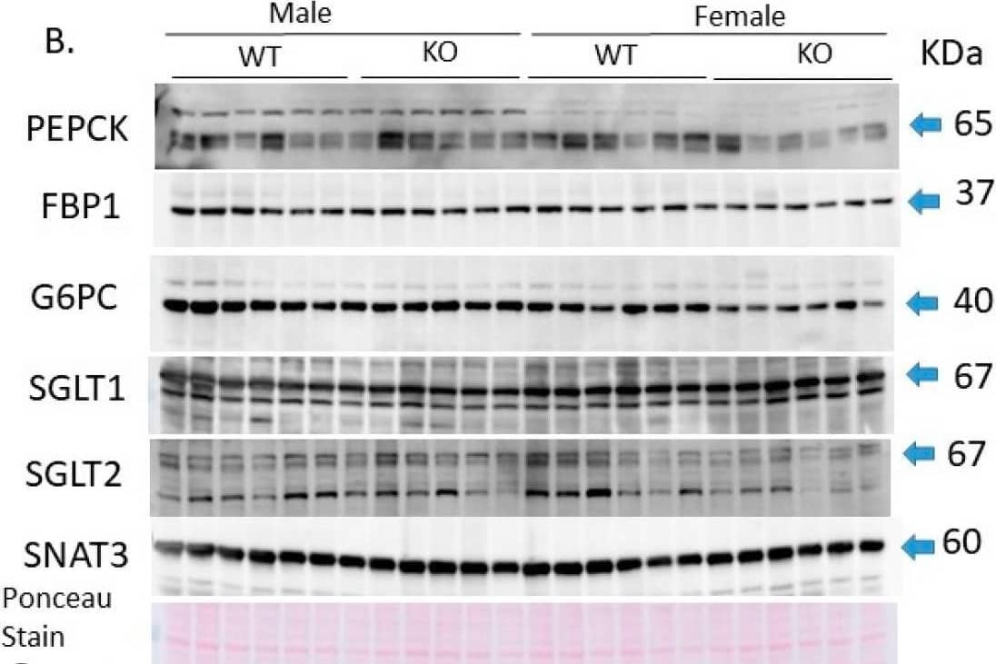 SGLT1/SLC5A1 Antibody - Azide Free