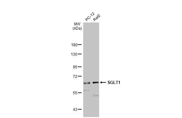 SGLT1/SLC5A1 Antibody - Azide Free