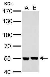 SHMT2 Antibody - BSA Free
