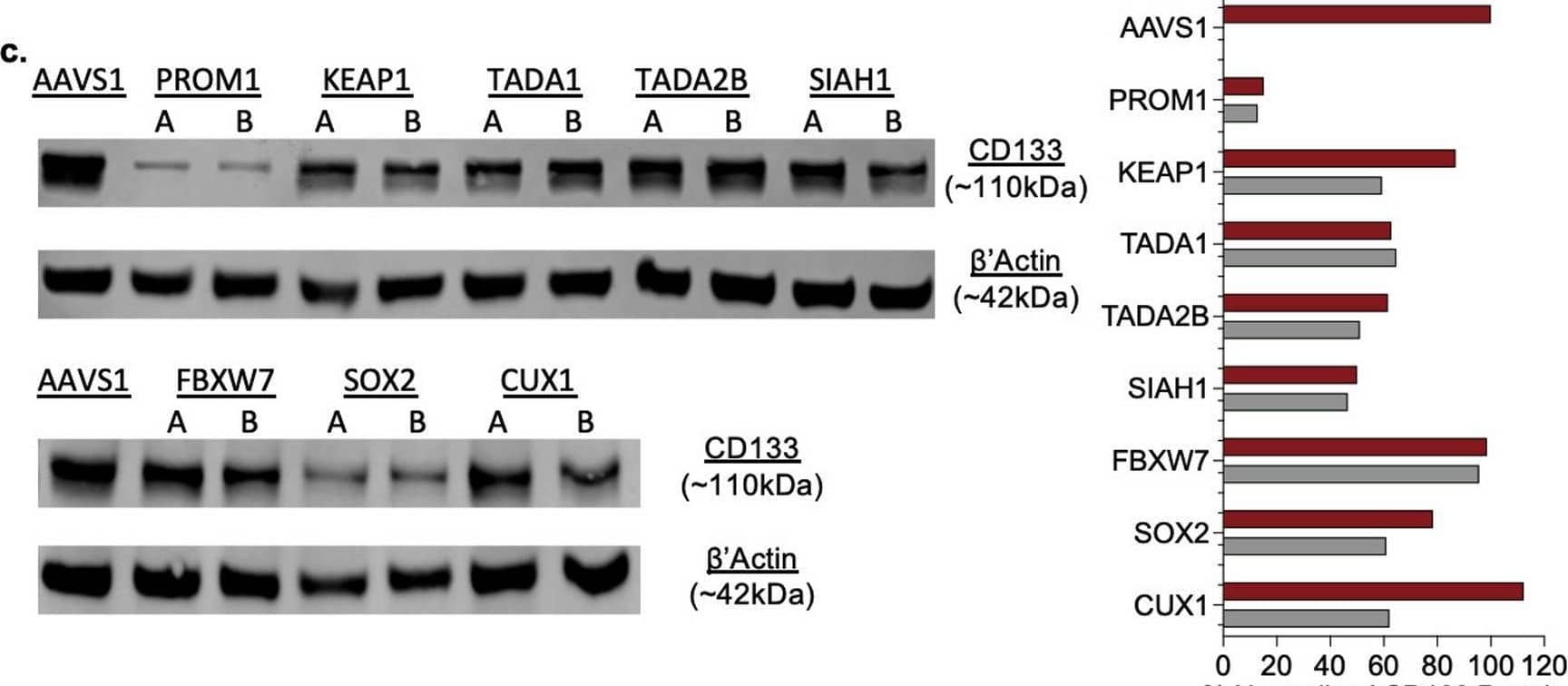 SIAH1 Antibody - BSA Free