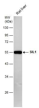 SIL1 Antibody - BSA Free