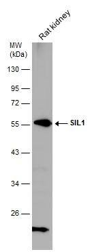 SIL1 Antibody - BSA Free