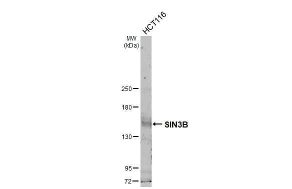 SIN3B Antibody - BSA Free
