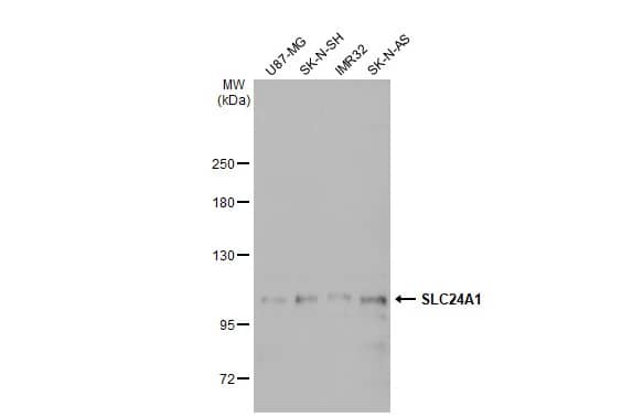 SLC24A1 Antibody