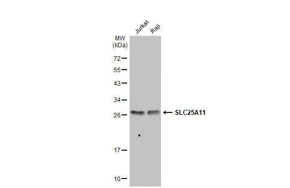 SLC25A11 Antibody