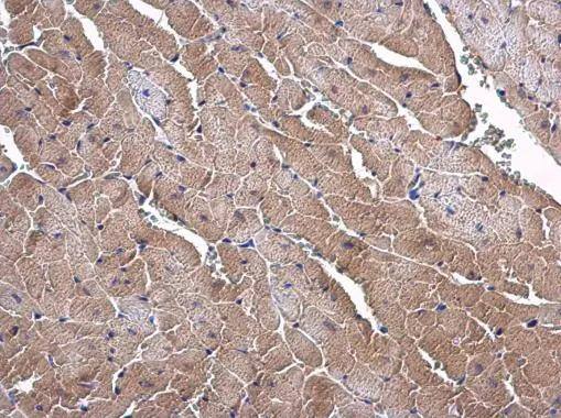 SLC25A15 Antibody - BSA Free