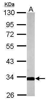 SLC25A22 Antibody - BSA Free